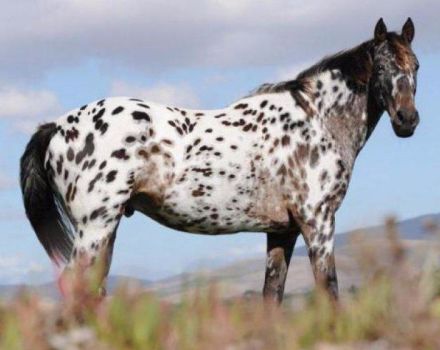 Description and characteristics of Appaloosa horses, features of maintenance and price