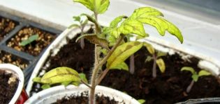 Gründe, warum Tomatensämlinge gelb werden können und was zu tun ist