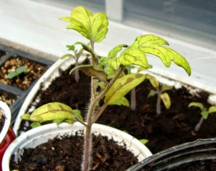 Skäl till varför tomatplantor kan bli gula och vad man ska göra