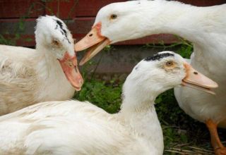 Why do ducks bite each other and pinch each other and what to do with cannibalism