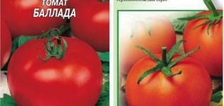 Description of the Ballada tomato variety and its characteristics
