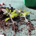 Por que os tomates não brotam e crescem lentamente, o que fazer