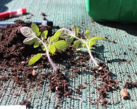 Por que os tomates não brotam e crescem lentamente, o que fazer