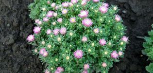Çok yıllık arabis türlerinin ve çeşitlerinin tanımı, açık alanda dikim ve bakım
