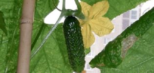 Beschreibung der Bettina-Gurkensorte, Anbaueigenschaften und Ertrag