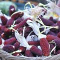 Descrição do milho vermelho, características de cultivo e cuidados