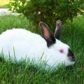 Description of rabbits of the California breed and their maintenance at home