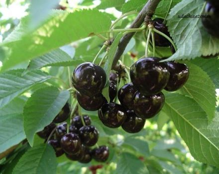 Descrição e características da variedade de cereja preta Leningradskaya, cultivo e cuidado