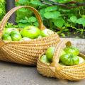 Beschreibung und Eigenschaften der grünen Tomatensorten