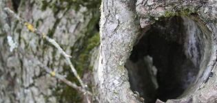 Разлози појаве шупљине на младој и старој јабуци, како затворити и како прикрити