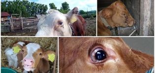 Warum ein Kalb tränende Augen, häufige Krankheiten und Behandlungen kann