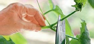 How to pinch cucumbers in the open field and in the greenhouse correctly