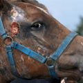 Welche Krankheiten haben Pferde, Methoden ihrer Behandlung und Vorbeugung