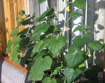 Cechy uprawy i pielęgnacji ogórka Balkon F1 na oknie