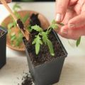 Günstige Tage für das Pflanzen von Tomaten im März 2020