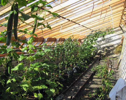 Når og hvordan du kan plante agurkplanter på riktig måte i et drivhus eller drivhus