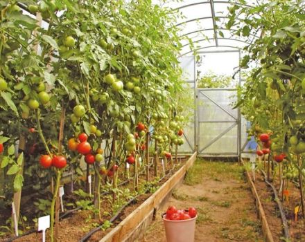 Navn og kjennetegn på ubestemmelige, høye og høyavkastende tomatsorter for drivhus