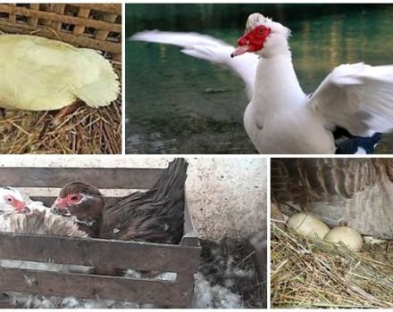 An easy way to make an Indo-woman sit on eggs and why she doesn't want to