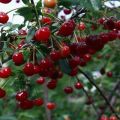Опис описа најбољих сорти сибирске трешње, садња и нега на отвореном терену