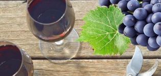 6 recettes étape par étape sur la façon de faire du vin à partir de raisins Isabella à la maison