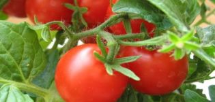 Eigenschaften und Beschreibung der Tomatensorte Tanya
