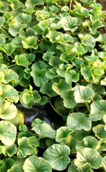 Warum Melonenblätter auf freiem Feld gelb werden und wie man sie behandelt