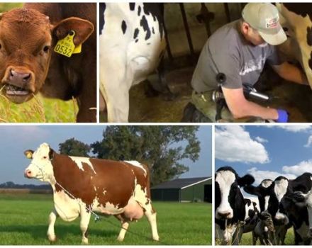 Why a cow clamps milk and does not give everything, reasons and what to do