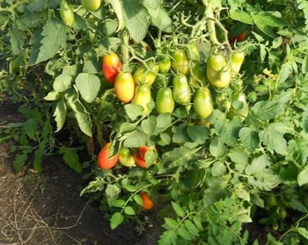 Descrição da variedade de tomate Grozdeva e suas características
