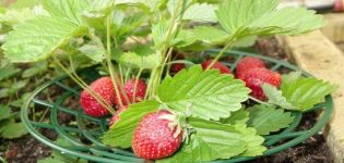 Arten von Untersetzern für Erdbeeren, wie man es selbst macht