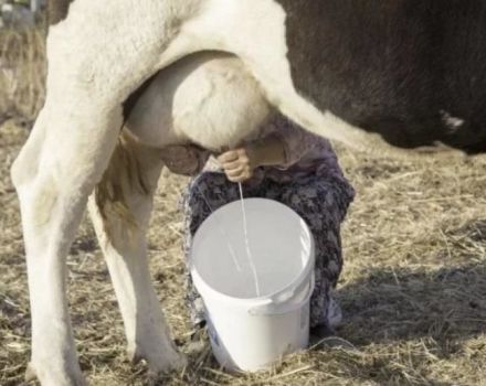 عندما يمكنك شرب الحليب بعد ولادة البقرة وكم عدد الأيام التي يذهب فيها اللبأ