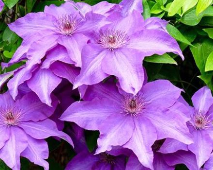 Clematis auf freiem Feld pflanzen, anbauen und pflegen