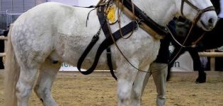 Características e características de manutenção de cavalos de tração grandes da raça russa