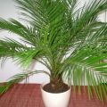 Dyrkning af en dadelpalm fra en sten derhjemme og pleje, forebyggelse af sygdomme