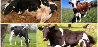 Узроци и симптоми кетозе код крава, режими лечења код говеда код куће
