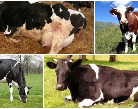 Causes and symptoms of ketosis in cows, treatment regimens for cattle at home