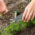 Petersilie auf freiem Feld anbauen und pflegen, wie und wie viel sie wächst