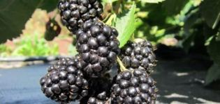 Description and characteristics of the Triple Crown variety, reproduction, planting and care