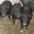 Keeping and breeding Vietnamese piglets at home