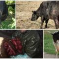 Ursachen und Symptome des Uterusprolaps bei einer Kuh, Behandlung und Vorbeugung