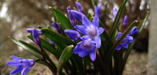 Описание на 20 разновидности и видове Chionodox, засаждане и грижи на открито