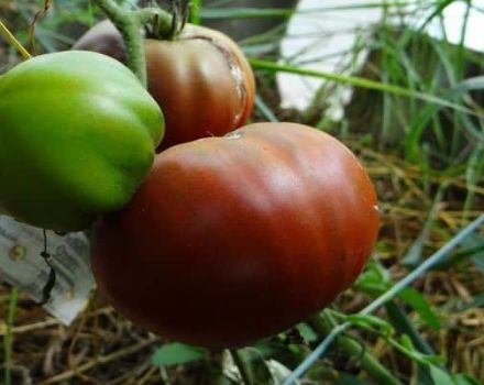 Beskrivelse af tomatsorten Lilac Lake, funktioner i dyrkning og anmeldelser af gartnere