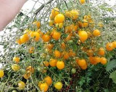 Карактеристике и опис сорте парадајза Илди
