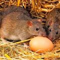 Como e o que lidar com ratos em um galinheiro, os melhores meios e métodos de luta