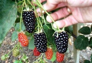 Опис и карактеристике сорте купина Натцхез, размножавање, садња и нега
