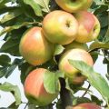 Características e descrição da variedade de maçã Zarya Alatau, regiões de cultivo e sabor das frutas