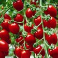 Eigenschaften und Beschreibung der Kirschtomatensorte Strawberry, deren Ertrag