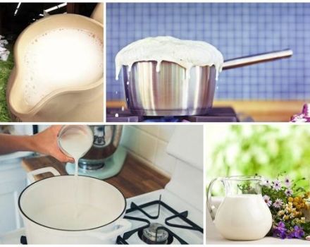 Quanto bollire il latte vaccino fatto in casa e come farlo correttamente