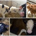 Was tun, wenn ein Kalb Rotz hat und was die Ursachen, Behandlung und Vorbeugung sind?