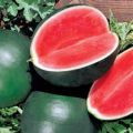Description de la variété de pastèque Ogonyok, sa culture en pleine terre et en serre, termes de maturation
