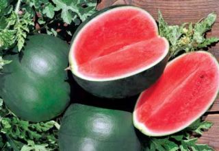 Descrição da variedade de melancia Ogonyok, seu cultivo em campo aberto e em estufa, condições de maturação